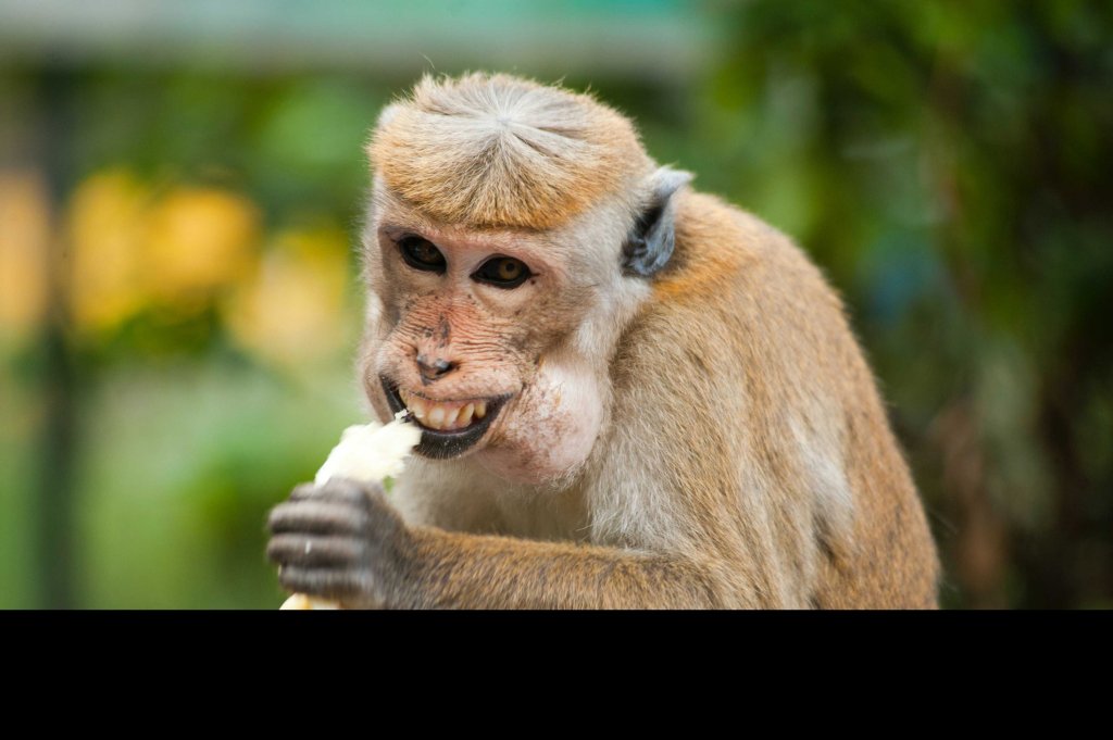 When the dog is a&nbsp;doctor